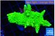 Acropora full neon green 4-6 cm WYSIWYG acclimaté