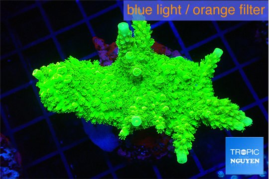 Acropora full neon green 4-6 cm WYSIWYG acclimaté
