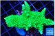 Acropora full neon green 4-6 cm WYSIWYG acclimaté