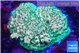 Acropora golden green base rock Indonesia 4-5 cm WYSIWYG acclimaté