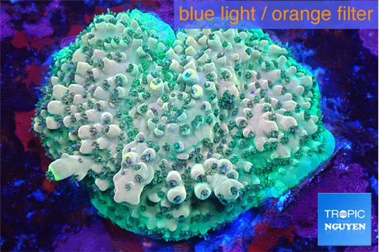 Acropora golden green base rock Indonesia 4-5 cm WYSIWYG acclimaté