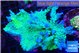 Acropora green ice 9-14 cm WYSIWYG acclimaté
