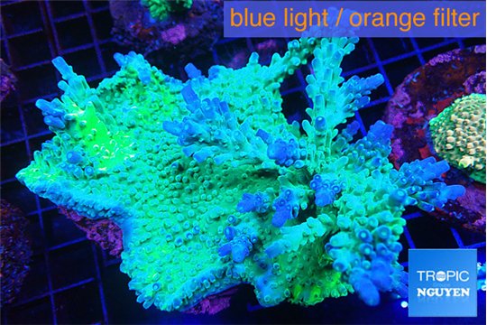 Acropora green ice 9-14 cm WYSIWYG acclimaté