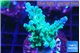 Acropora green purple 3-5 cm WYSIWYG acclimaté