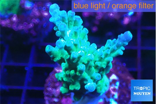 Acropora green purple 3-5 cm WYSIWYG acclimaté