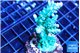 Acropora green purple 3-5 cm WYSIWYG acclimaté