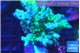 Acropora green & blue tip 4-6 cm WYSIWYG acclimaté