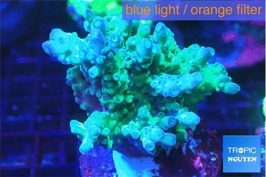 Acropora green & blue tip 4-6 cm WYSIWYG acclimaté