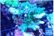 Acropora green & blue tip 4-6 cm WYSIWYG acclimaté