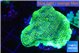 Montipora green & purple blue polyps 4-5 cm WYSIWYG acclimaté