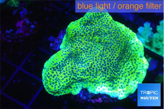 Montipora green & purple blue polyps 4-5 cm WYSIWYG acclimaté