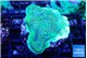 Montipora green & purple blue polyps 4-5 cm WYSIWYG acclimaté