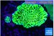 Montipora green & purple polyps 2-4 cm WYSIWYG acclimaté