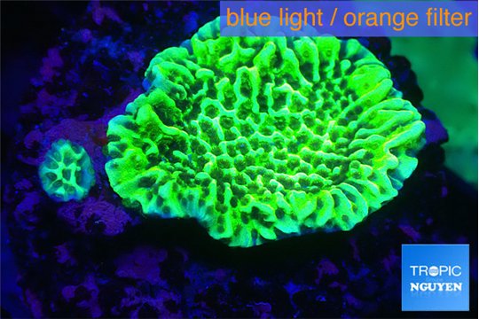 Montipora green & purple polyps 2-4 cm WYSIWYG acclimaté