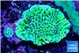 Montipora green & purple polyps 2-4 cm WYSIWYG acclimaté