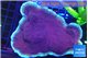 Montipora purple cap 8-12 cm WYSIWYG acclimaté
