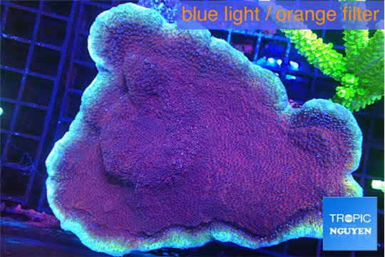 Montipora purple cap 8-12 cm WYSIWYG acclimaté