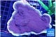 Montipora purple cap 8-12 cm WYSIWYG acclimaté