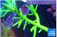 Acropora full neon green 15-20 cm WYSIWYG acclimaté