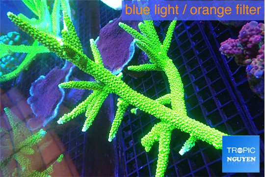 Acropora full neon green 15-20 cm WYSIWYG acclimaté