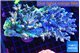 Acropora premium deep water 14-17 cm WYSIWYG acclimaté