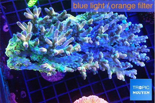 Acropora premium deep water 14-17 cm WYSIWYG acclimaté