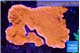 Montipora red cap 12-15 cm WYSIWYG acclimaté