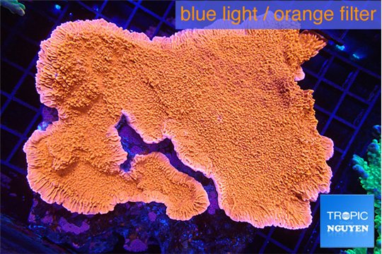 Montipora red cap 12-15 cm WYSIWYG acclimaté