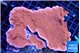 Montipora red cap 12-15 cm WYSIWYG acclimaté
