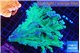 Montipora green & purple polyps 12-15 cm WYSIWYG acclimaté