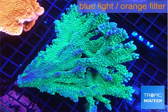 Montipora green & purple polyps 12-15 cm WYSIWYG acclimaté