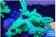 Acropora green ice 12-16 cm WYSIWYG acclimaté