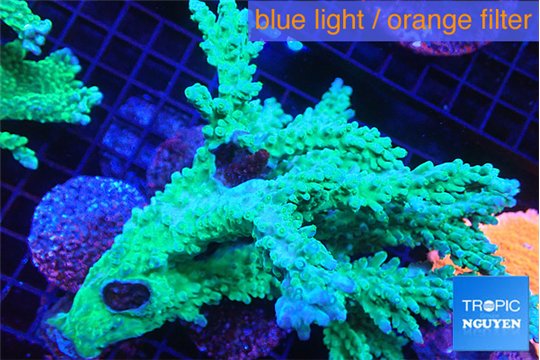 Acropora green ice 12-16 cm WYSIWYG acclimaté