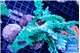 Acropora green ice 12-16 cm WYSIWYG acclimaté