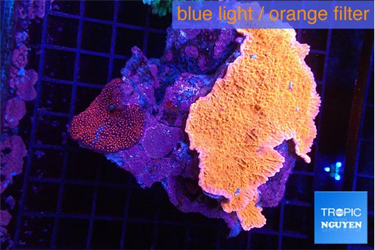 Montipora red cap 7-9 cm WYSIWYG acclimaté