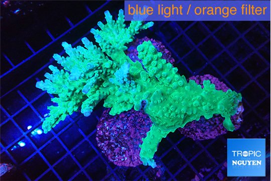 Acropora green ice 7-10 cm WYSIWYG acclimaté