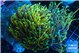 Euphyllia glabrescens holly grail torch 7-14 cm WYSIWYG acclimaté