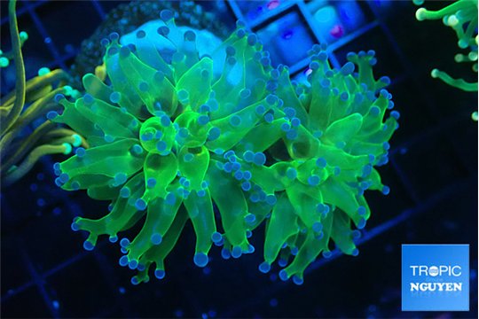 Euphyllia yayaemaensis green & purple tip 6-8 cm WYSIWYG acclimaté