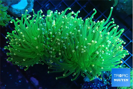 Euphyllia glabrescens green & pink tip torch 8-15 cm WYSIWYG acclimaté