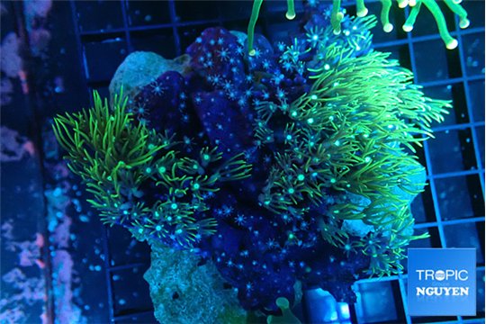 Pachyclavularia green 6-8 cm WYSIWYG acclimaté