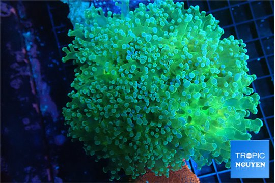 Euphyllia paradivisa green purple 8-14 cm WYSIWYG acclimaté