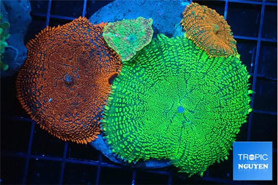 Rhodactis garden mix color premium 8-12 cm WYSIWYG acclimaté