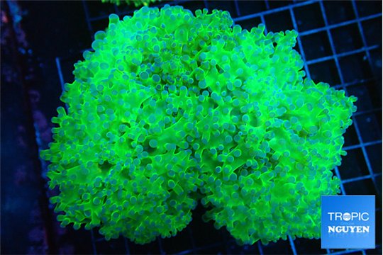 Euphyllia paradivisa green purple 8-14 cm WYSIWYG acclimaté