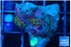 Ricordea yuma purple gold small polyps 2 polyps WYSIWYG acclimaté