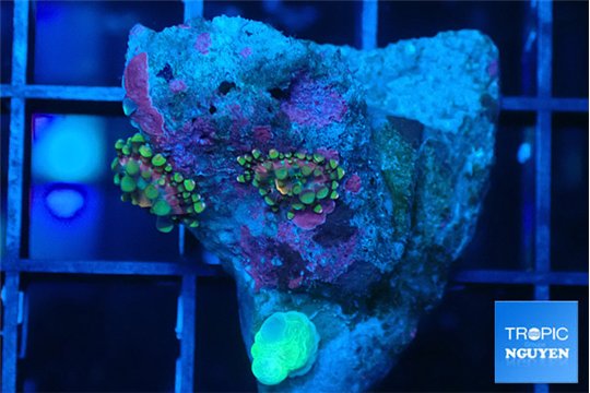 Ricordea yuma purple gold small polyps 2 polyps WYSIWYG acclimaté