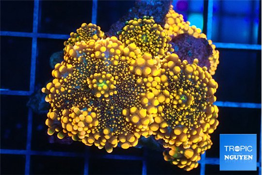 Ricordea yuma red 3-4 polyps WYSIWYG acclimaté