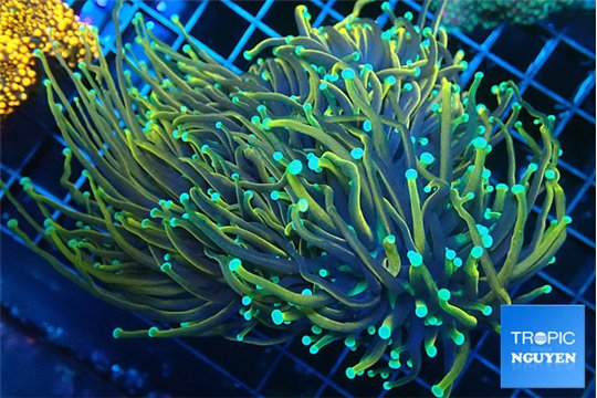 Euphyllia glabrescens holly grail torch 7-14 cm WYSIWYG acclimaté