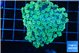 Alveopora green 4-6 cm WYSIWYG acclimaté
