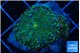 Ricordea yuma green purple 2 polyps WYSIWYG acclimaté