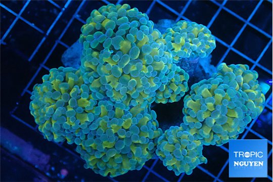 Euphyllia paraancora orange 7-14 cm WYSIWYG acclimaté